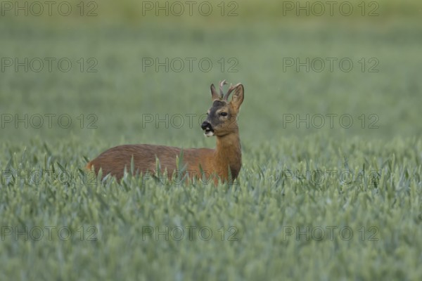 Roe deer (Capreolus capreolus) adult animal male roebuck in a farmland wheat field in summer, England, United Kingdom