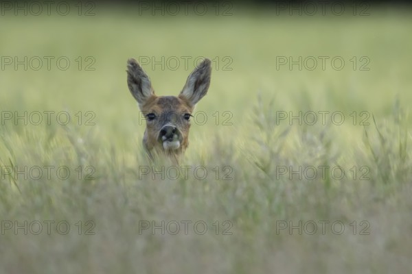 Roe deer (Capreolus capreolus) adult animal female doe in a farmland cereal field in summer, England, United Kingdom