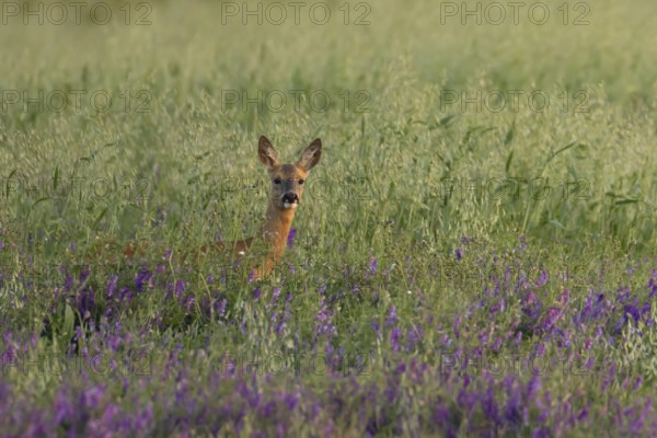 Roe deer (Capreolus capreolus) adult animal female doe in a farmland cereal field with purple vetch flowers in summer, England, United Kingdom