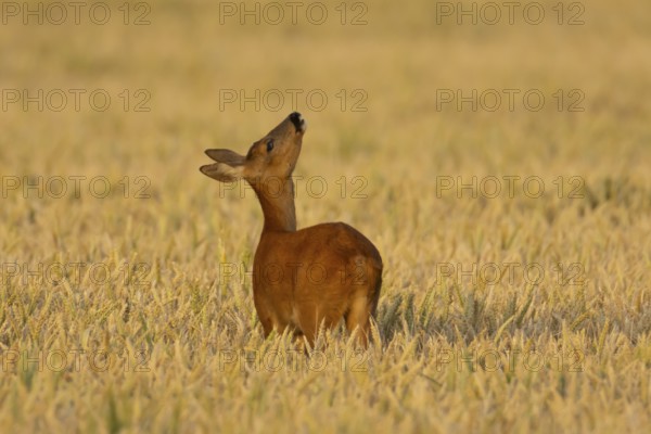 Roe deer (Capreolus capreolus) adult animal female doe in a farmland wheat field in summer, England, United Kingdom
