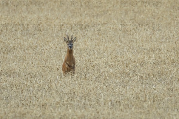 Roe deer (Capreolus capreolus) adult animal male roebuck running in a farmland wheat field in summer, England, United Kingdom