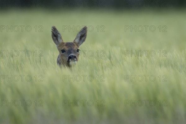 Roe deer (Capreolus capreolus) adult animal female doe in a farmland barley field in summer, England, United Kingdom