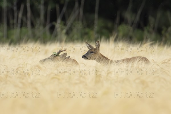 Roe deer (Capreolus capreolus) adult male roebuck and female doe two animals in a farmland barley field in summer, England, United Kingdom