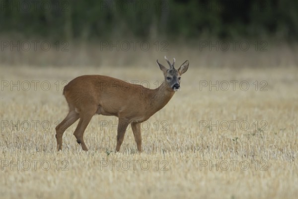 Roe deer (Capreolus capreolus) adult animal male roebuck in a farmland stubble field in summer, England, United Kingdom