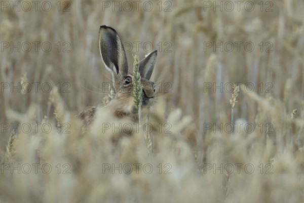European brown hare (Lepus europaeus) adult animal feeding on a wheat sheath in a farmland field in summer, England, United Kingdom