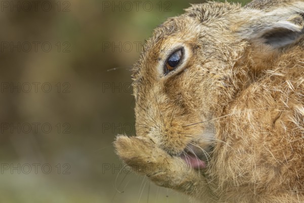 European brown hare (Lepus europaeus) adult animal washing its foot in summer, England, United Kingdom