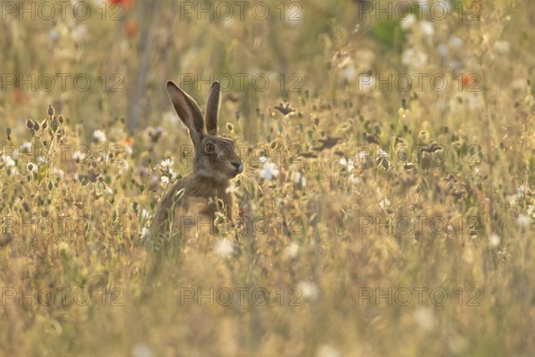 European brown hare (Lepus europaeus) adult animal amongst wildflowers in a farmland field in summer, England, United Kingdom