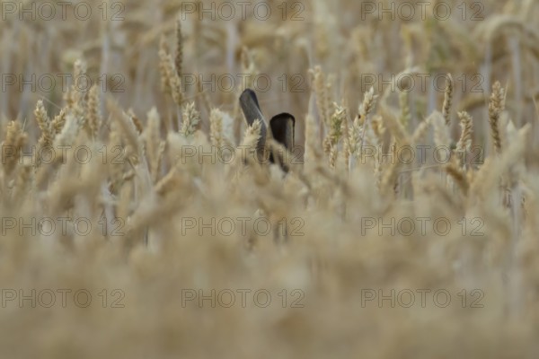 European brown hare (Lepus europaeus) adult animal in a farmland wheat field in summer, England, United Kingdom