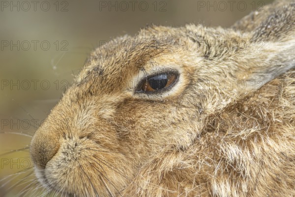 European brown hare (Lepus europaeus) adult animal head portrait, England, United Kingdom