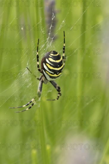 Wasp spider (Argiope bruennichi) adult in its web amongst lavender plants in the summer, England, United Kingdom