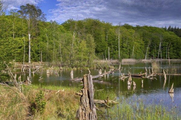 Schweingartensee in spring, lake in the Serrahn Hills, Serrahner Berge, Mecklenburgische Seenplatte district in Mecklenburg-Vorpommern, Germany