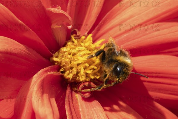 Buff tailed bumble bee (Bombus terrestris) adult insect feeding on garden Dahlia flower in the summer, England, United Kingdom