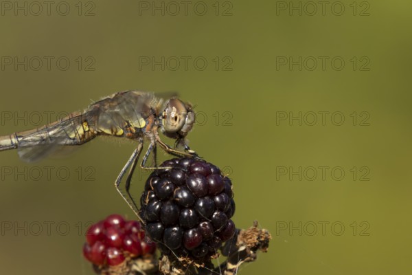 Common darter dragonfly (Sympetrum striolatum) adult insect feeding on a fly while resting on blackberries fruit in the summer, England, United Kingdom