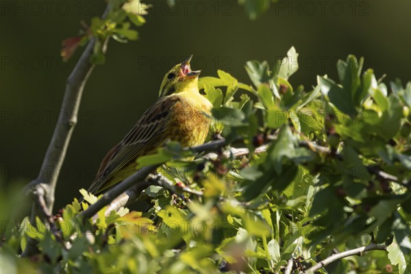 Yellowhammer (Emberiza citrinella) adult male bird singing in a hawthorn hedgerow in summer, England, United Kingdom