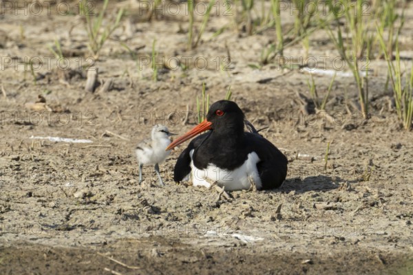 Eurasian oystercatcher (Haematopus ostralegus) adult wading bird seemingly adopted a Pied avocet (Recurvirostra avosetta) juvenile baby chick on an island in summer, RSPB Minsmere nature reserve, Suffolk, England, United Kingdom