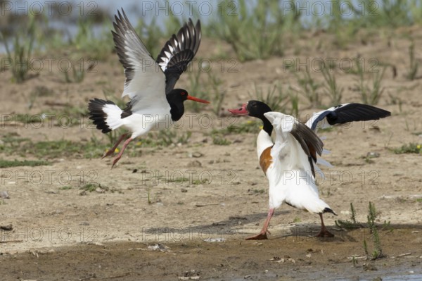 Eurasian oystercatcher (Haematopus ostralegus) adult wading bird fighting with a Shelduck (Tadorna tadorna) on an island in summer, RSPB Minsmere nature reserve, Suffolk, England, United Kingdom