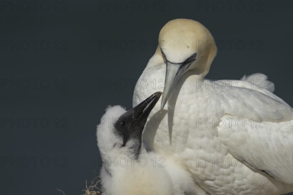 Northern gannet (Morus bassanus) adult parent bird and juvenile baby chick seabirds on a nest on a coastal cliff top in summer, RSPB Bempton cliffs nature resevre, Yorkshire, England, United Kingdom