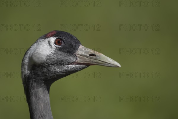 Common crane (Grus grus) adult bird head portrait, England, United Kingdom