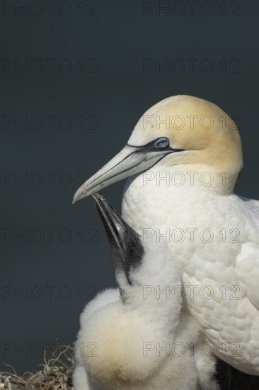 Northern gannet (Morus bassanus) adult parent bird and juvenile baby chick seabirds on a nest on a coastal cliff top in summer, RSPB Bempton cliffs nature resevre, Yorkshire, England, United Kingdom