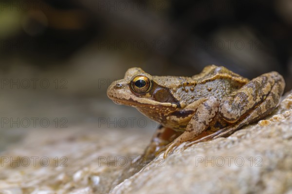 The Common Frog (Rana temporaria) near Bad Reichenhall in the Alps. The Common Frog in the clear water of the mountain stream