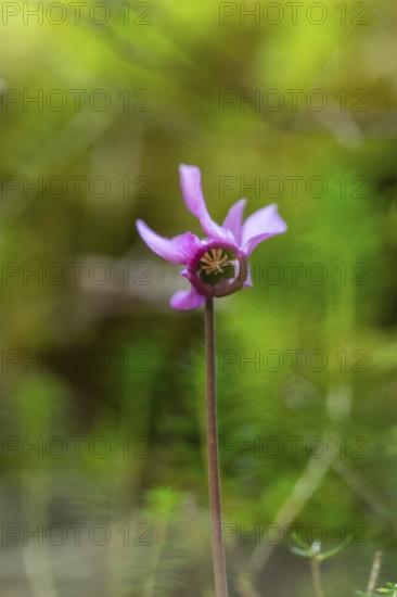 Delicate cyclamen blossom in Bad Reichenhall. Close-up of flowers on hiking trail in the Alps