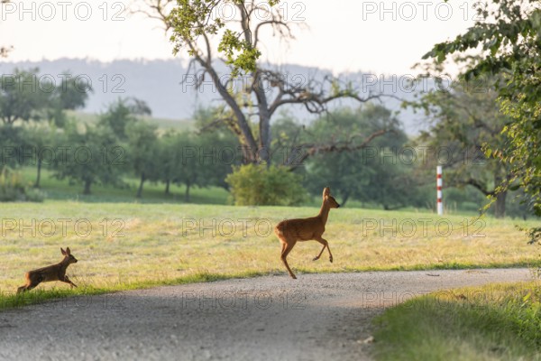 Deer and fawn cross the forest trail at sunset