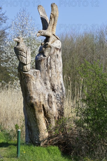 Carved sculpture of a white-tailed eagle (Haliaeetus albicilla) from a tree on the River Peene at the Alt Plestlin water hiking rest area, work by a sculptor, Peene Valley nature park Park, Mecklenburg-Western Pomerania, Germany