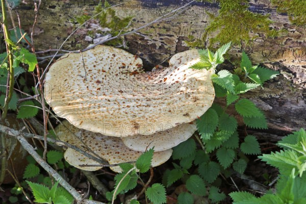 Scaly stem porling (Cerioporus squamosus) on dead wood, Peene Valley nature park Park, Mecklenburg-Western Pomerania, Germany