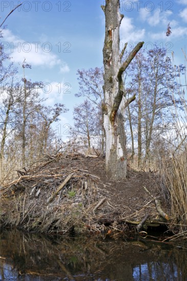 Beaver (Castor fibre), castle of a beaver on the banks of the Peene, dwelling of a beaver, Peene Valley nature park Park, Mecklenburg-Western Pomerania, Germany