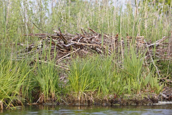 Beaver (Castor fibre), castle of a beaver on the banks of the Peene, dwelling of a beaver, Peene Valley nature park Park, Mecklenburg-Western Pomerania, Germany