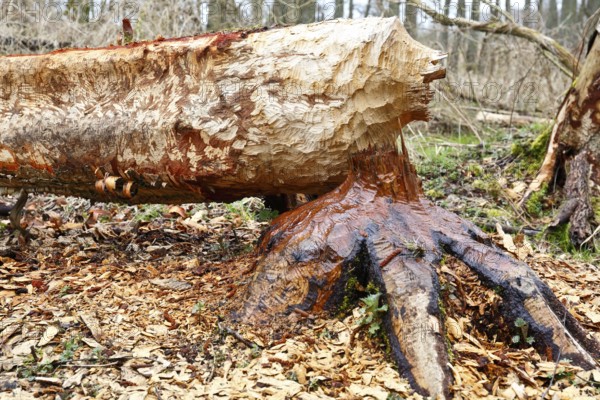 Beaver (Castor fibre), tree felled by a beaver, activities of a beaver, beaver cutting, Peene Valley nature park Park, Mecklenburg-Western Pomerania, Germany