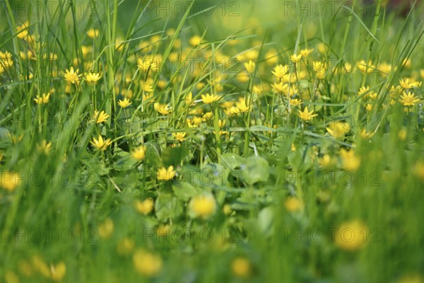 Lesser celandine (Ficaria verna, synonym: Ranunculus ficaria L.), flowers in a damp location, Peene Valley nature park Park, Mecklenburg-Western Pomerania, Germany