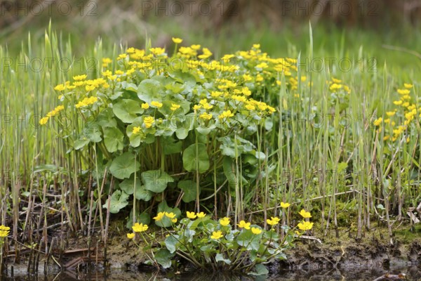 Marsh marigold (Caltha palustris), flowers in a wetland habitat, Peene Valley nature park Park, Mecklenburg-Western Pomerania, Germany