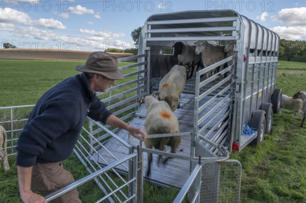 Shepherd loading his sheep into the two-story animal transporter, in the pasture, Rehna, Mecklenburg. -Vorpommern, Germany