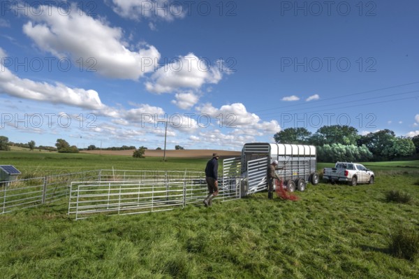 Shepherds build a ferch and prepare sheep load with a double-decker animal transporter on the pasture, Rehna, Mecklenburg-Vorpommenrn, Germany