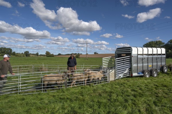 Shepherds prepare to load sheep standing in the Ferch into the animal transporter, Rehna, Mecklenburg-Vorpüommern, Germany