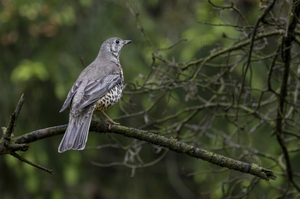 Mistle thrush (Turdus viscivorus) on the branch of a pine tree, Denmark