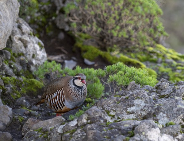 Red-legged partridge (Alectoris rufa), Madeira, Portugal