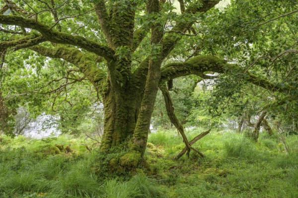 Old oak forest and moss, Glenveagh National Park, Cross Roads, County Donegal, Ireland