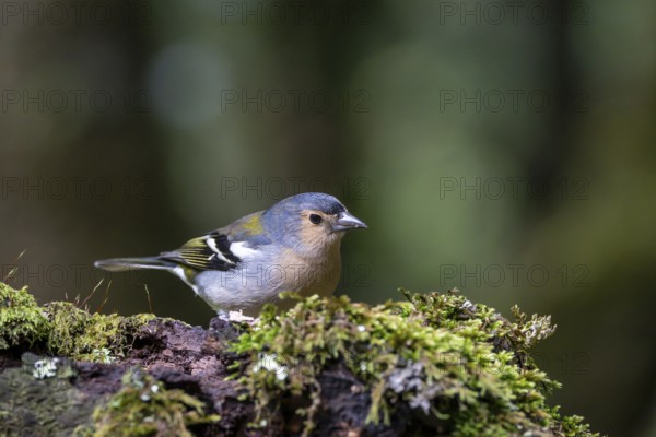 Madeira Chaffinch (Fringilla coelebs maderensis), sitting on a branch, Madeira, Portugal