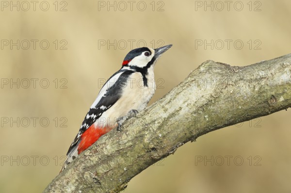Great spotted woodpecker (Dendrocopos major), male, sitting on a branch, wildlife, animals, birds, woodpeckers, Wilnsdorf, North Rhine-Westphalia, Germany