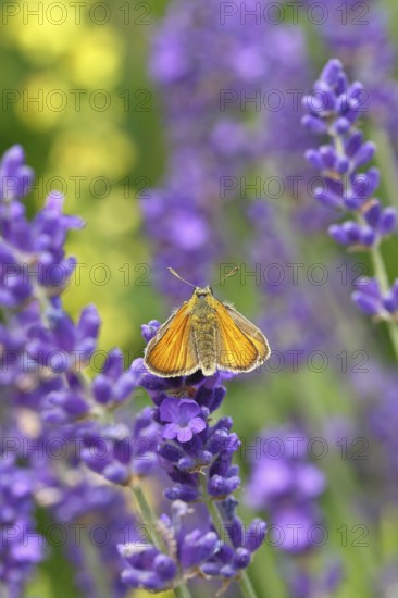Large skipper (Ochlodes venatus), collecting nectar from a flower of Common lavender (Lavandula angustifolia), close-up, macro photograph, Wilnsdorf, North Rhine-Westphalia, Germany