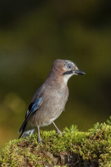 The jay (Garrulus glandarius) inspects a tree stump with a keen eye, autumn, Sweden