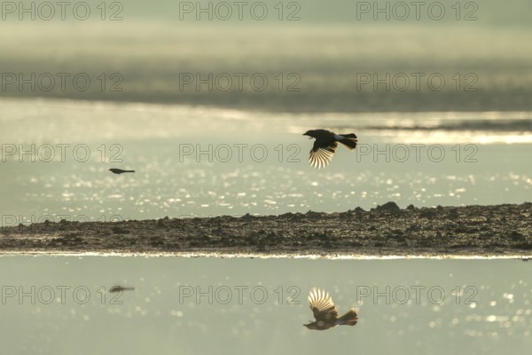 Eurasian jay (Garrulus glandarius) chasing a white wagtail, pursue, prey, prey animal, flight photo, Germany