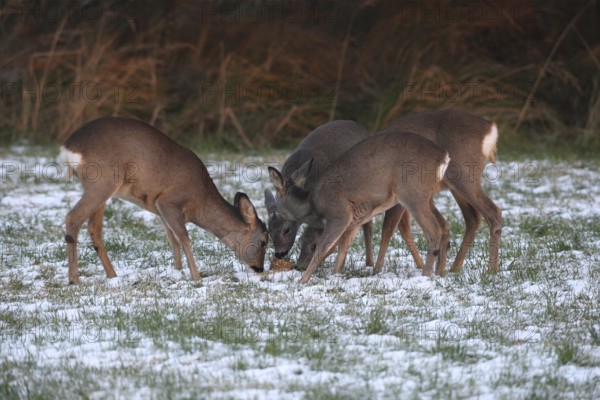 Roe deer (Capreolus capreolus) doe (left and right) and two buck fawns in the snow at the Kirrung on the meadow, Allgäu, Bavaria, Germany, Allgäu, Bavaria, Germany
