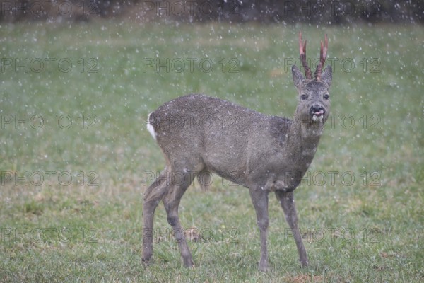 Roe deer (Capreolus capreolus) buck with freshly swept, still red antlers in the meadow during snowfall, Allgäu, Bavaria, Germany, Allgäu, Bavaria, Germany