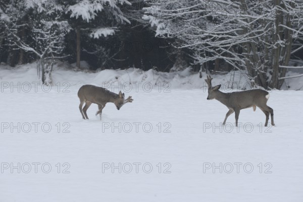 Roe deer (Capreolus capreolus) Bucks in velvet antlers sit with their forelegs in the snow on the meadow, imposing behaviour, Allgäu, Bavaria, Germany, Allgäu, Bavaria, Germany
