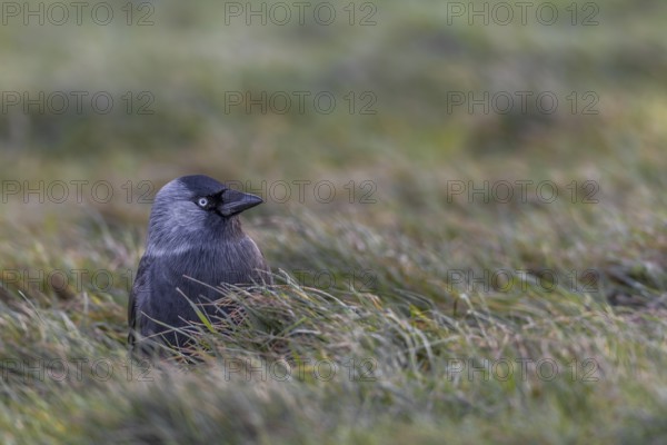 Jackdaw (Corvus monedula) sitting in a meadow in the last evening light, Germany