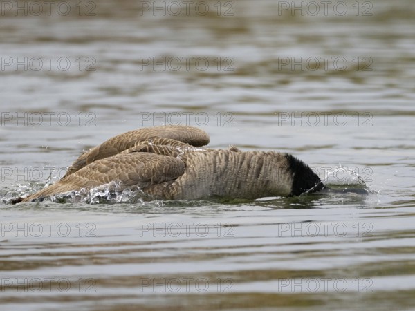 A Canada goose bathing, Ümminger See, Bochum, North Rhine-Westphalia, Germany