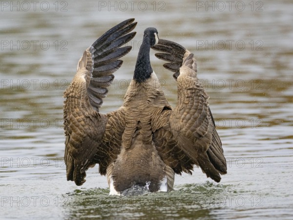 A Canada goose flaps its wings after plumage care, Ümminger See, Bochum, North Rhine-Westphalia, Germany